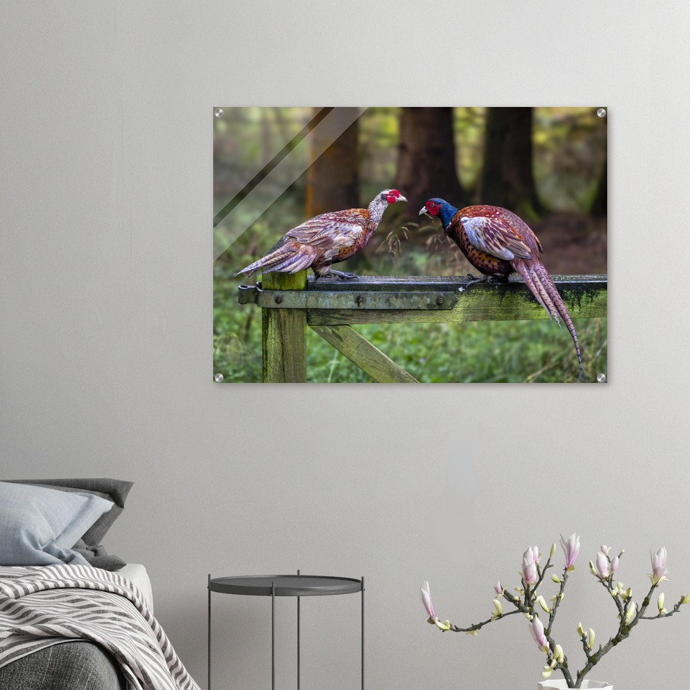 A Brace of Pheasants - Acrylic Fine Art Print - Image 2