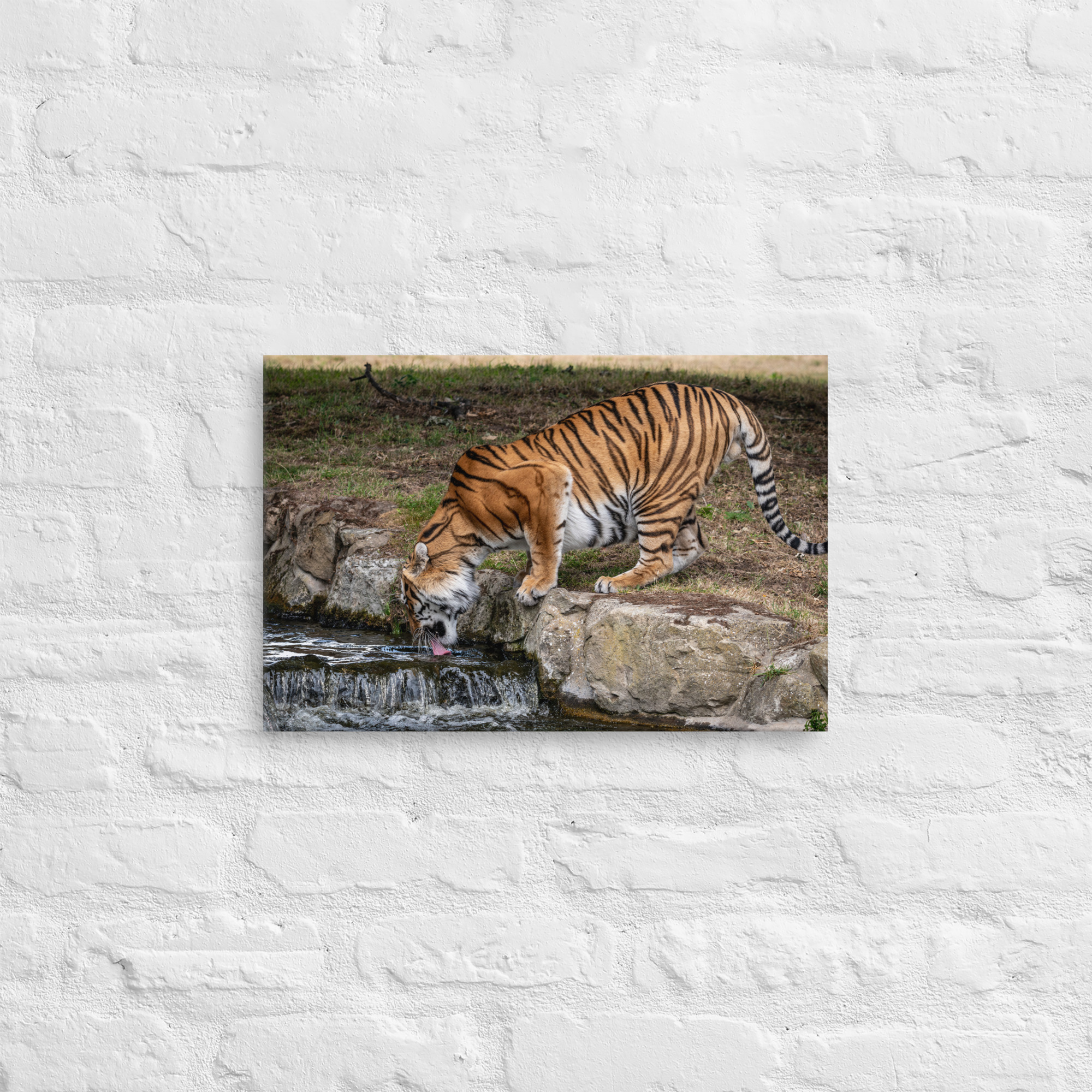 Amur Tiger drinking - Thin canvas fine art print - Image 5
