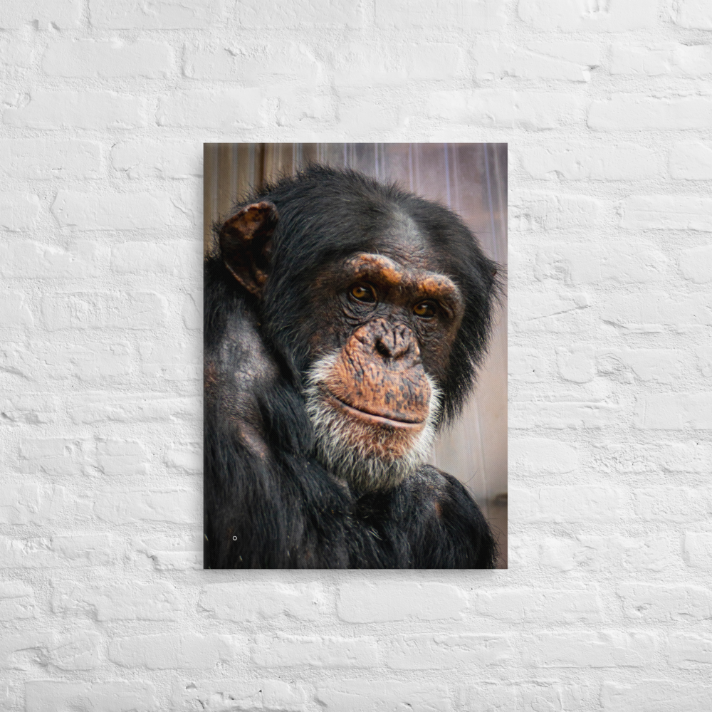 Wise old chimpanzee - Thin fine art canvas - Image 6