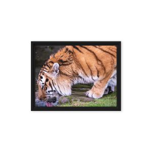 Male Amur Tiger - Framed canvas fine art print