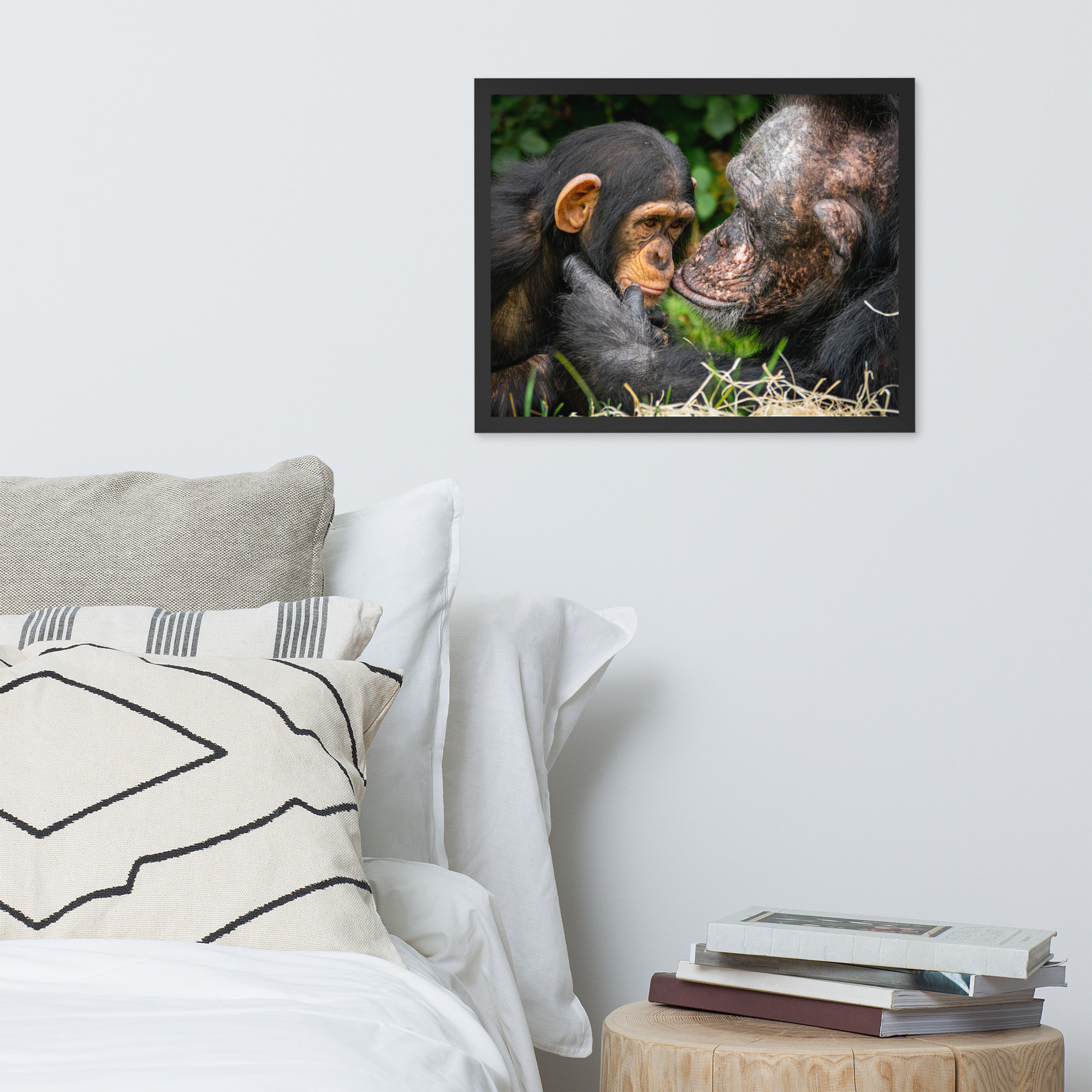 A tender Chimpanzee moment - Framed fine art print - Image 3