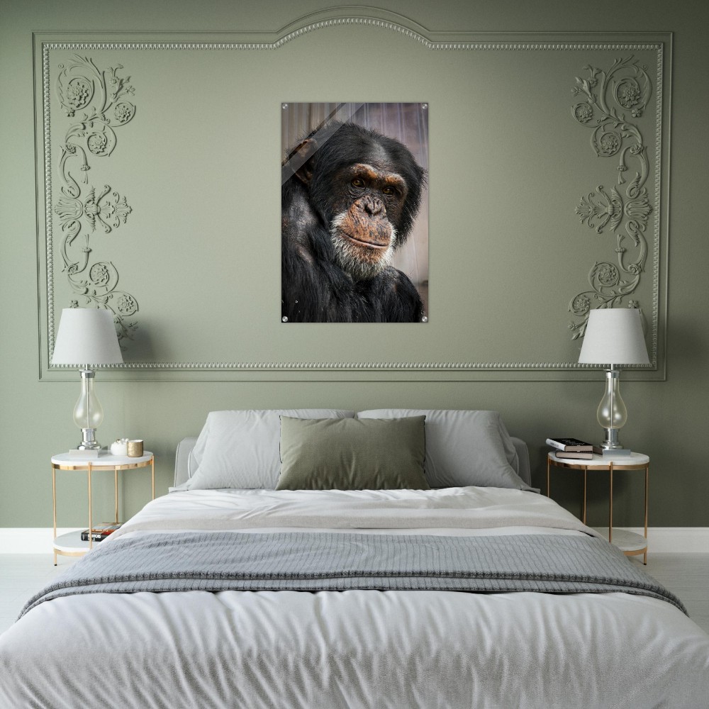 Wise old Chimpanzee - Acrylic fine art print - Image 7