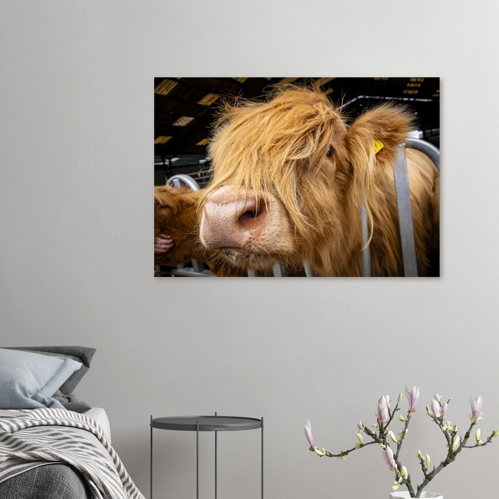 Highland Cow Close - Aluminum Fine Art Print - Image 2