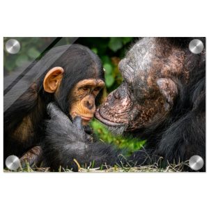 A tender chimpanzee moment - Acrylic fine art print