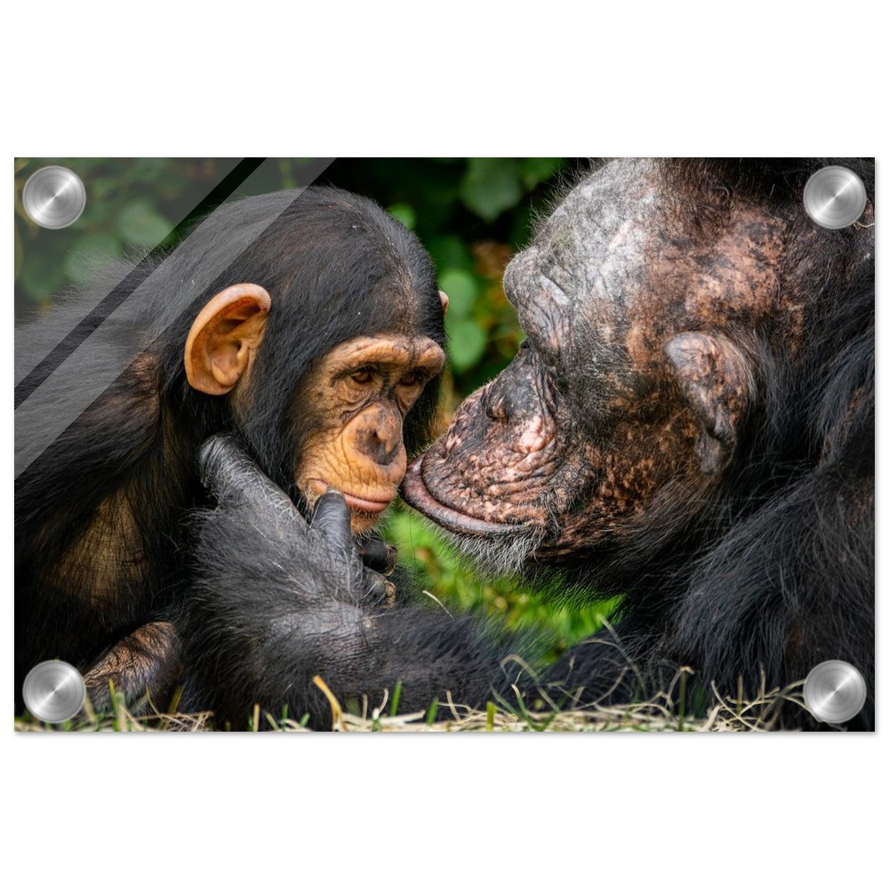 A tender chimpanzee moment - Acrylic fine art print