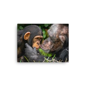 A tender Chimpanzee moment - Thin canvas fine art print