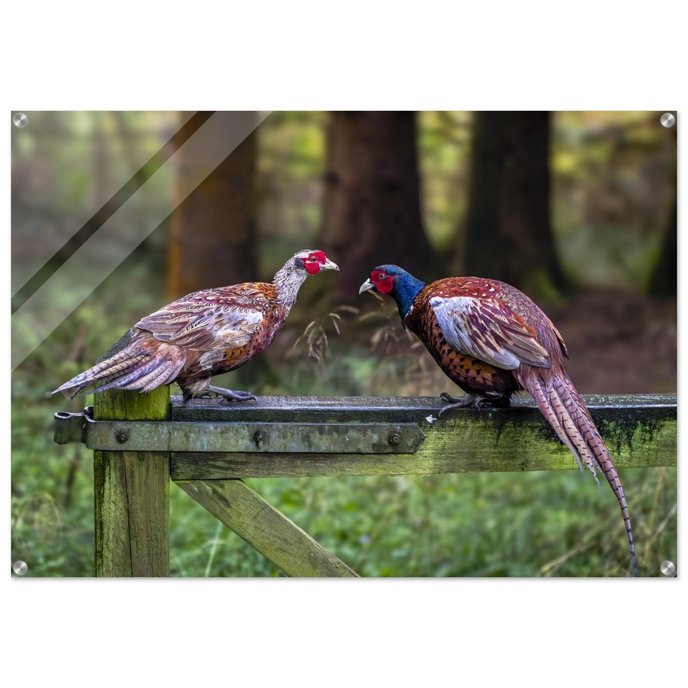 A Brace of Pheasants - Acrylic Fine Art Print - Image 17