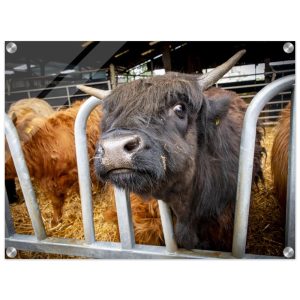 Black Highland Cow - Acrylic fine art print