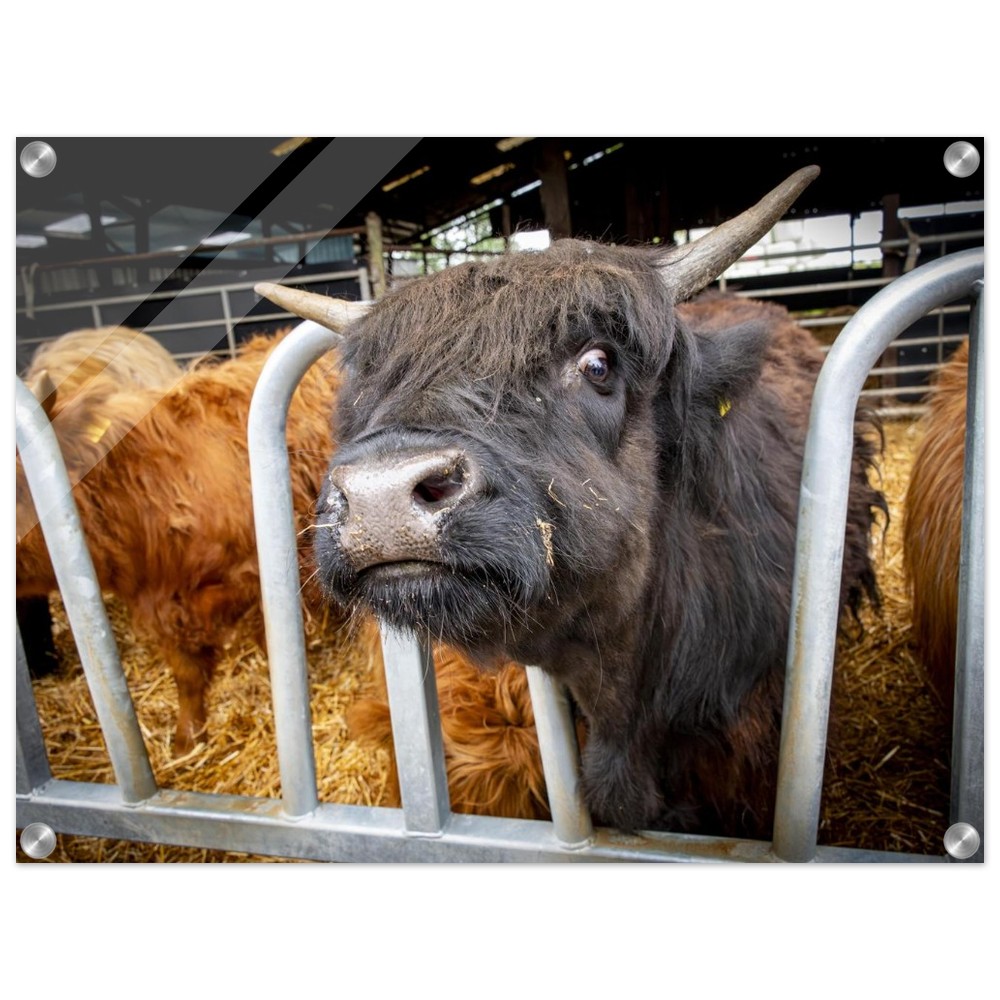 Black Highland Cow - Acrylic fine art print