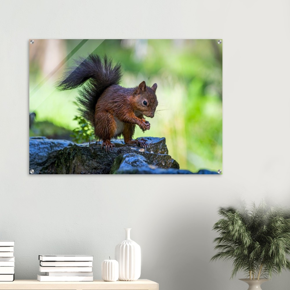 Squirrel With An Acorn - Acrylic Fine Art Print - Image 2
