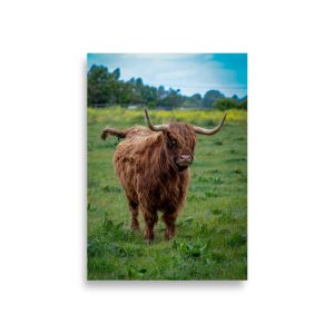 Horned Highland Cow - Fine art print