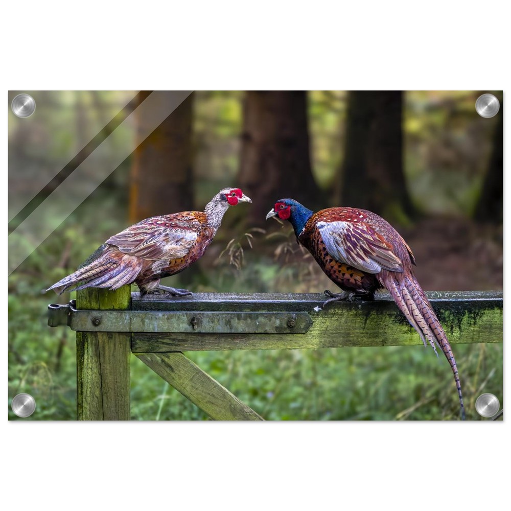 A Brace of Pheasants - Acrylic Fine Art Print - Image 9