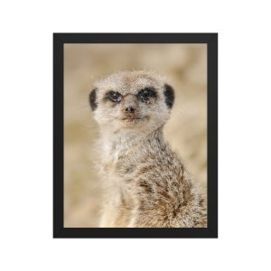 Dreamy Meercat - Framed fine art print