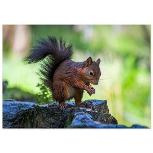 Squirrel With An Acorn - Aluminum Fine Art Print