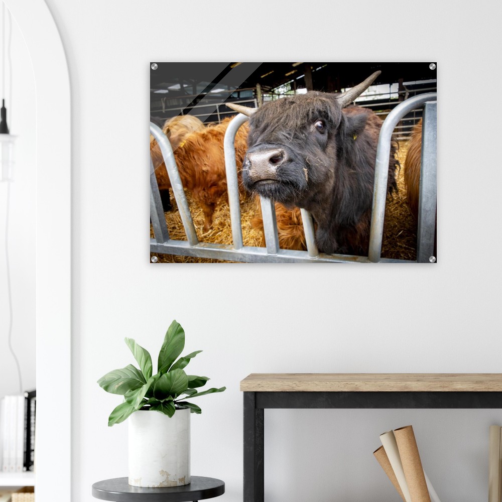 Black Highland Cow - Acrylic fine art print - Image 3