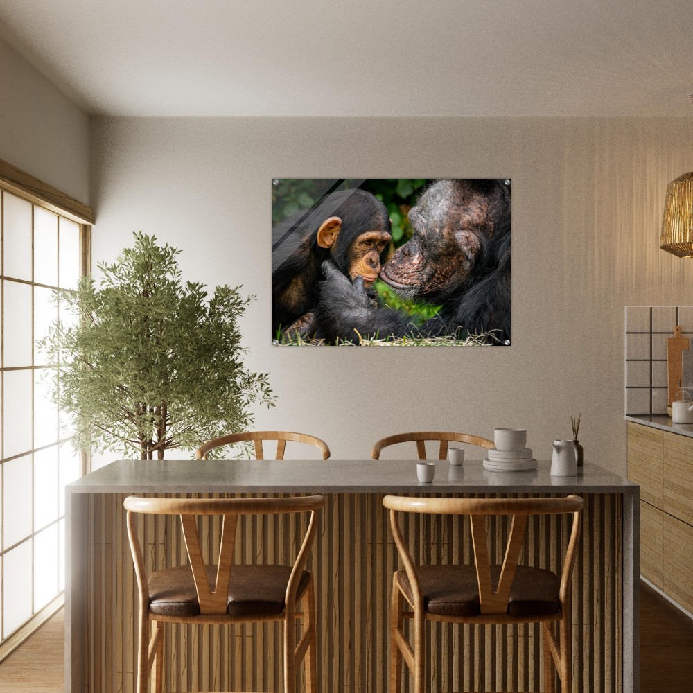 A tender chimpanzee moment - Acrylic fine art print - Image 5