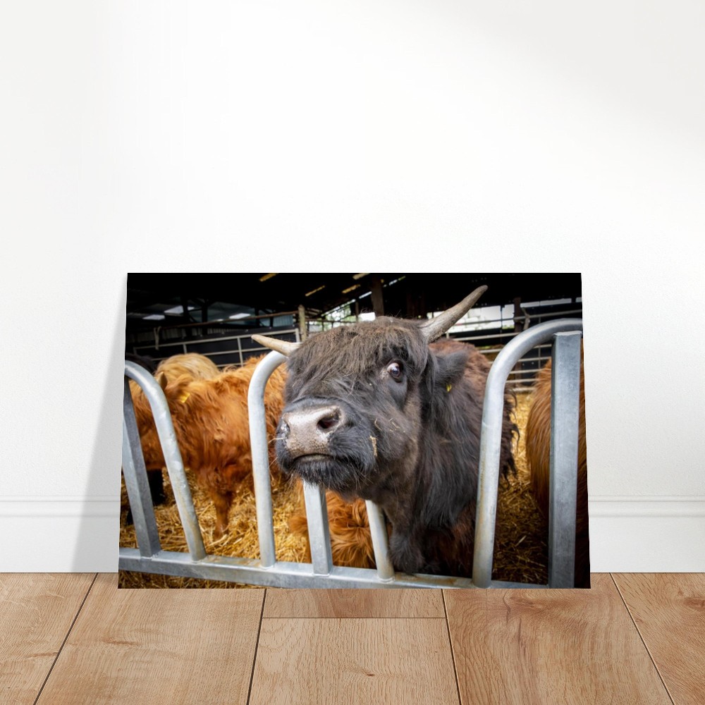 Black Highland Cow - Aluminum fine art Print - Image 4