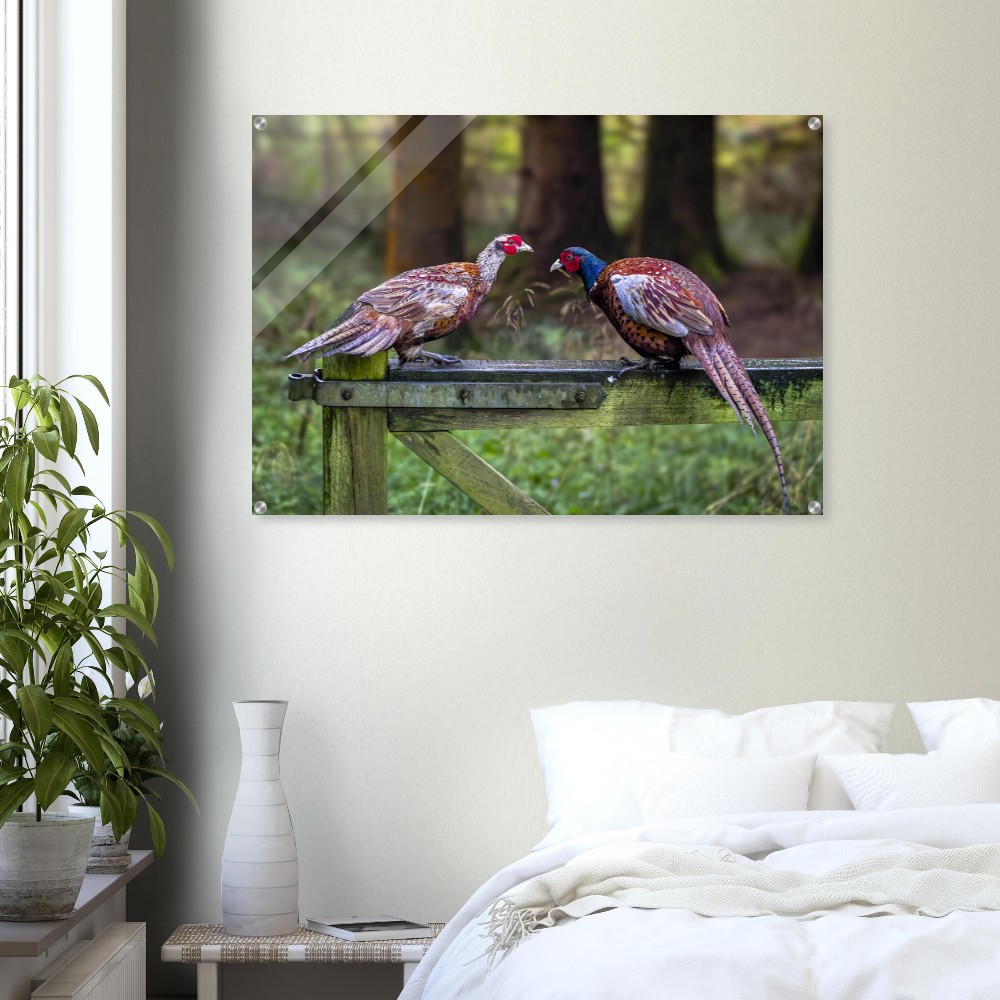 A Brace of Pheasants - Acrylic Fine Art Print - Image 4