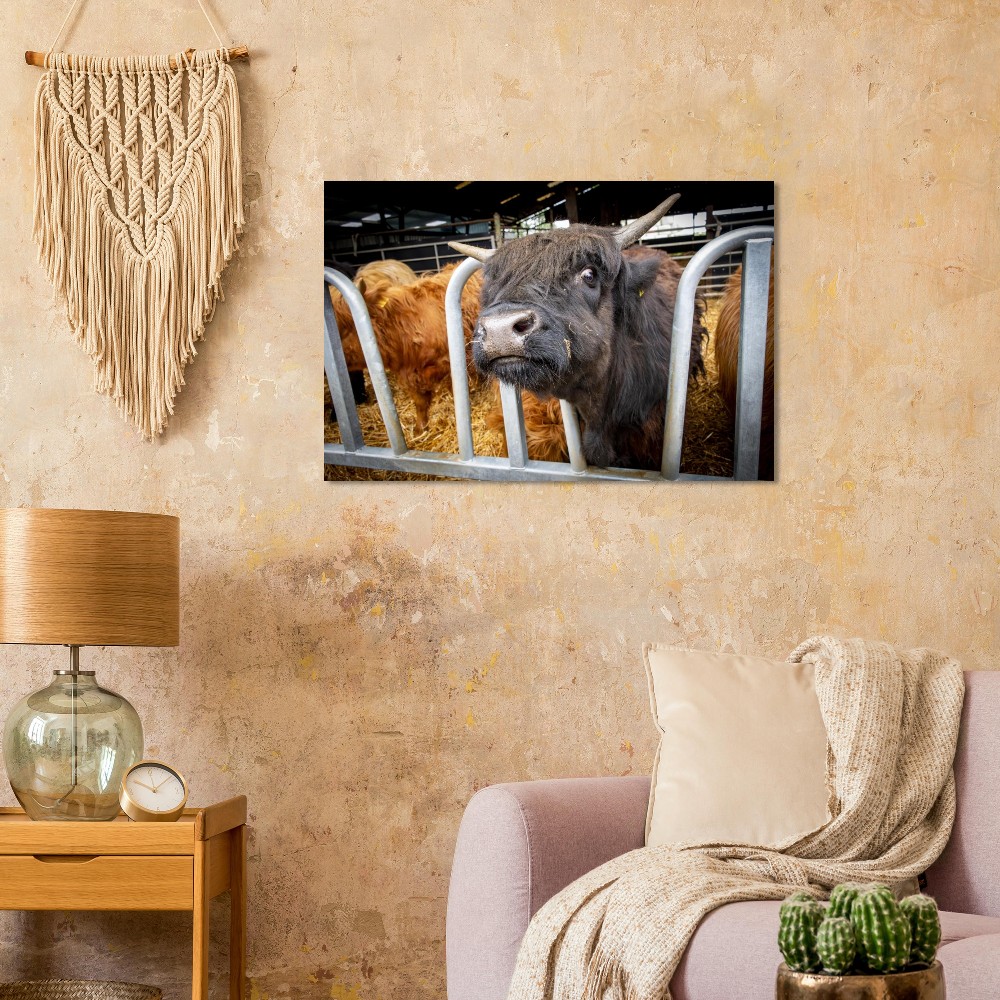 Black Highland Cow - Aluminum fine art Print - Image 3