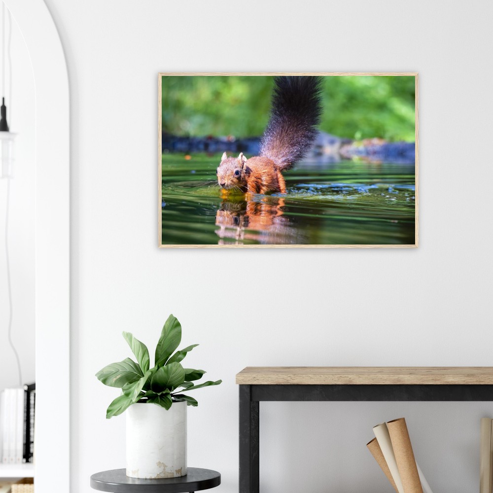 Red Squirrel sun lit in water - Fine art Wooden Framed Poster - Image 7