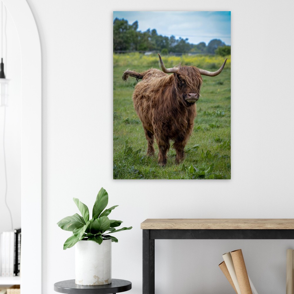 Horned Highland Cow - Aluminum fine art print - Image 2