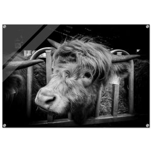 Highland Cow B&W - Acrylic Fine Art Print