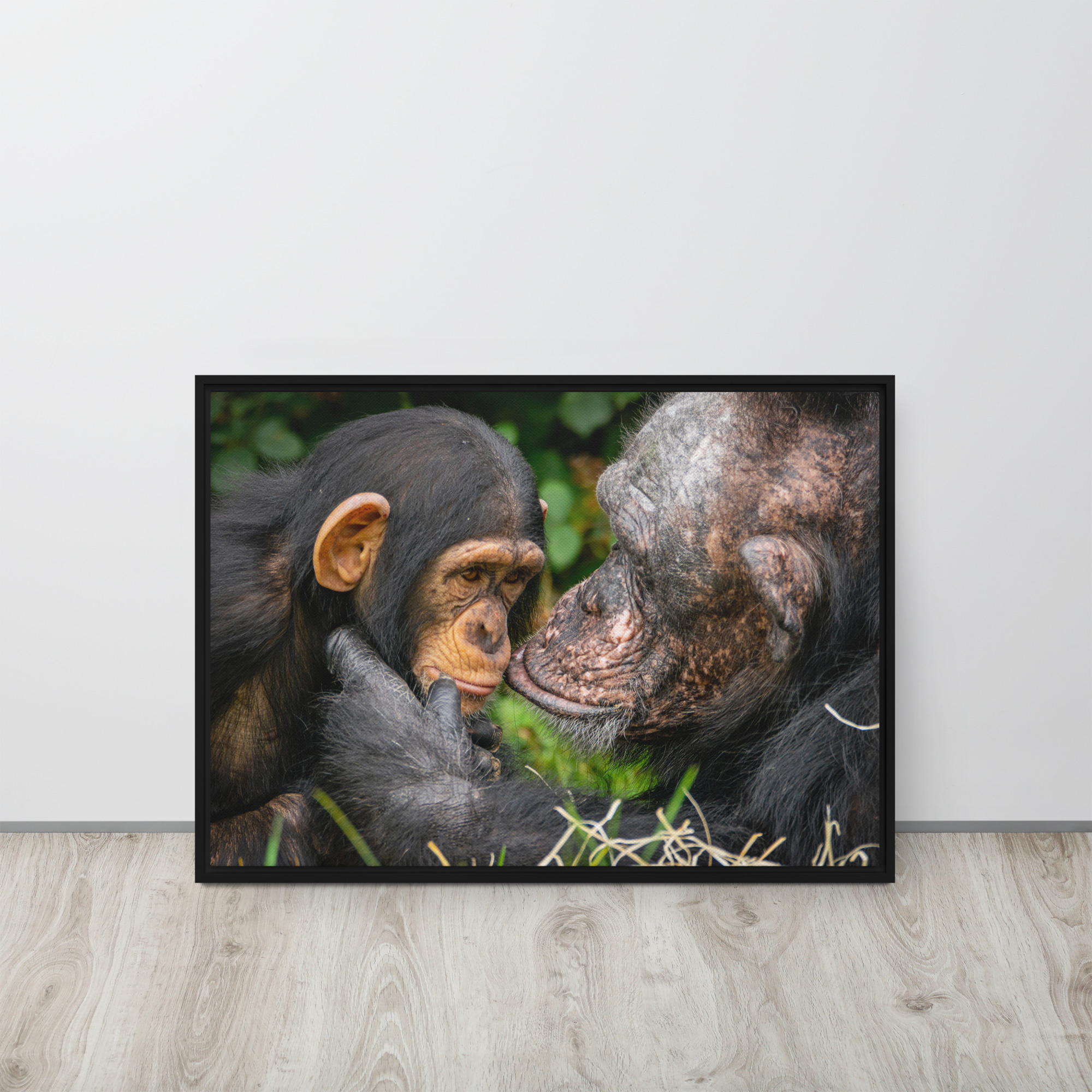 A tender Chimpanzee moment - Framed canvas fine art print - Image 5