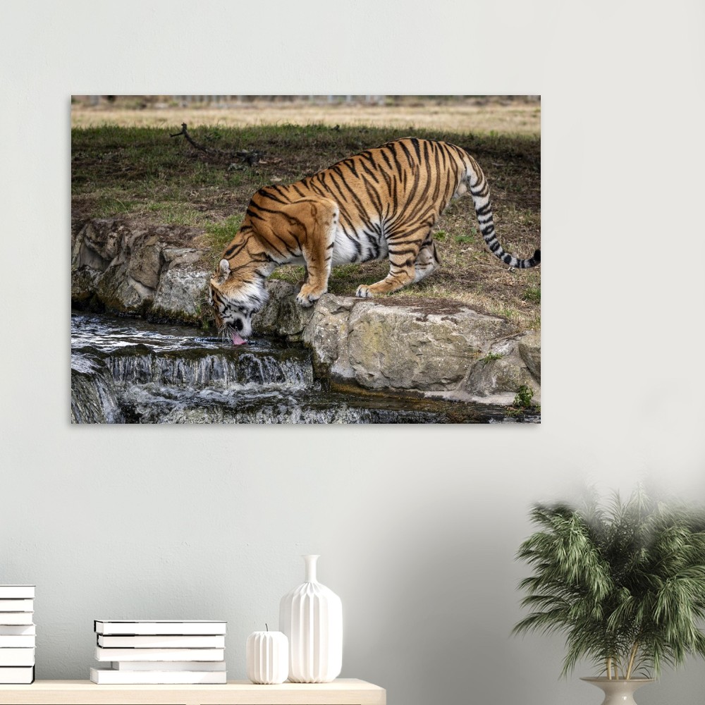 Amur Tiger - Aluminum fine art print - Image 3