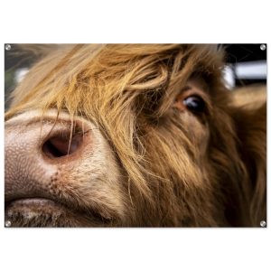 Highland Cow Nose - Acrylic Fine Art Print