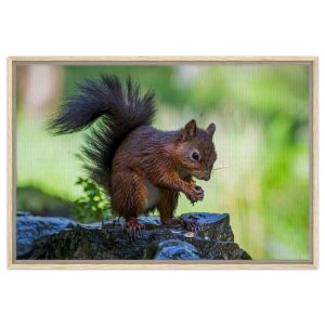 Red Squirrel With An Acorn - Fine art Framed Canvas