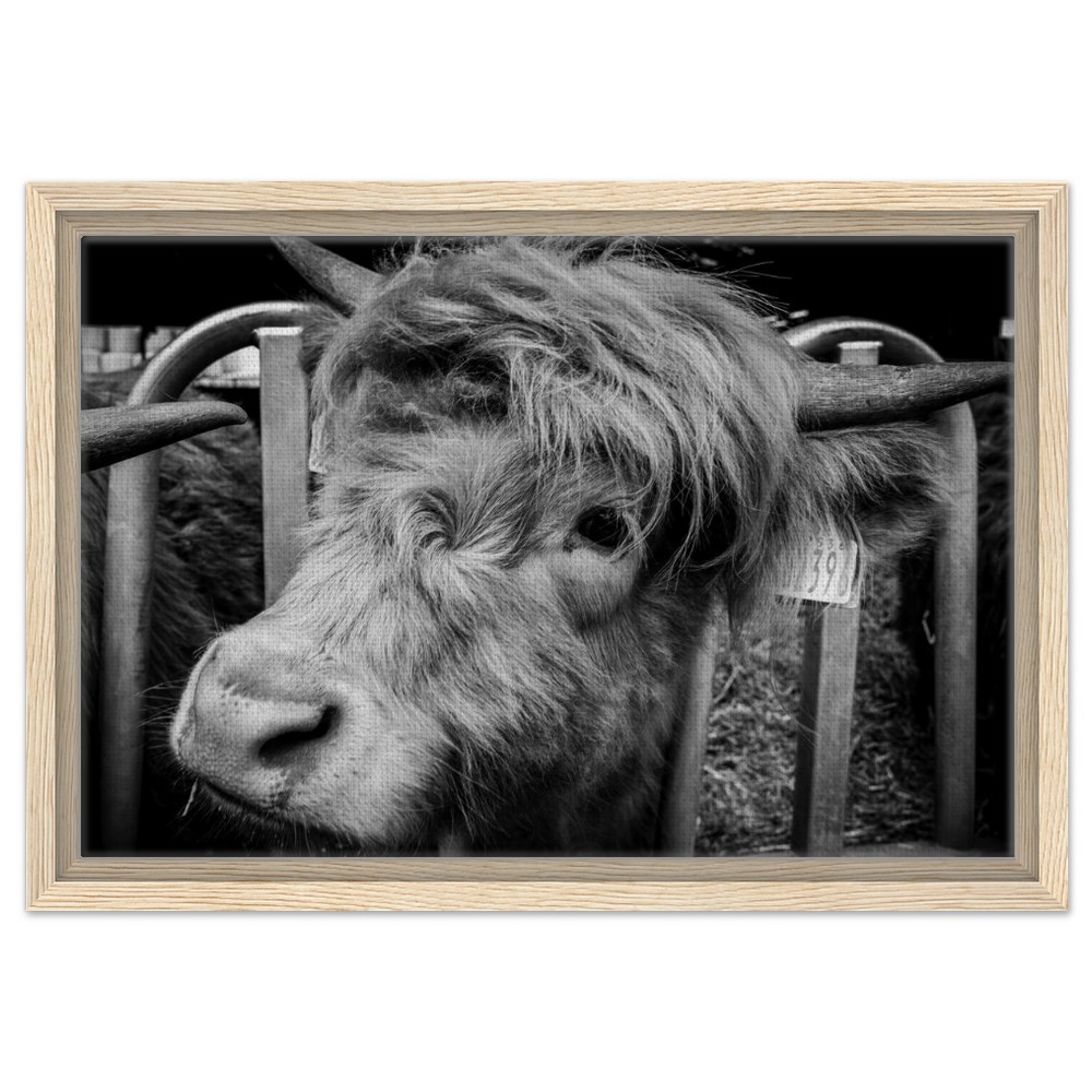 Highland Cow B&W - Framed Canvas - Image 7