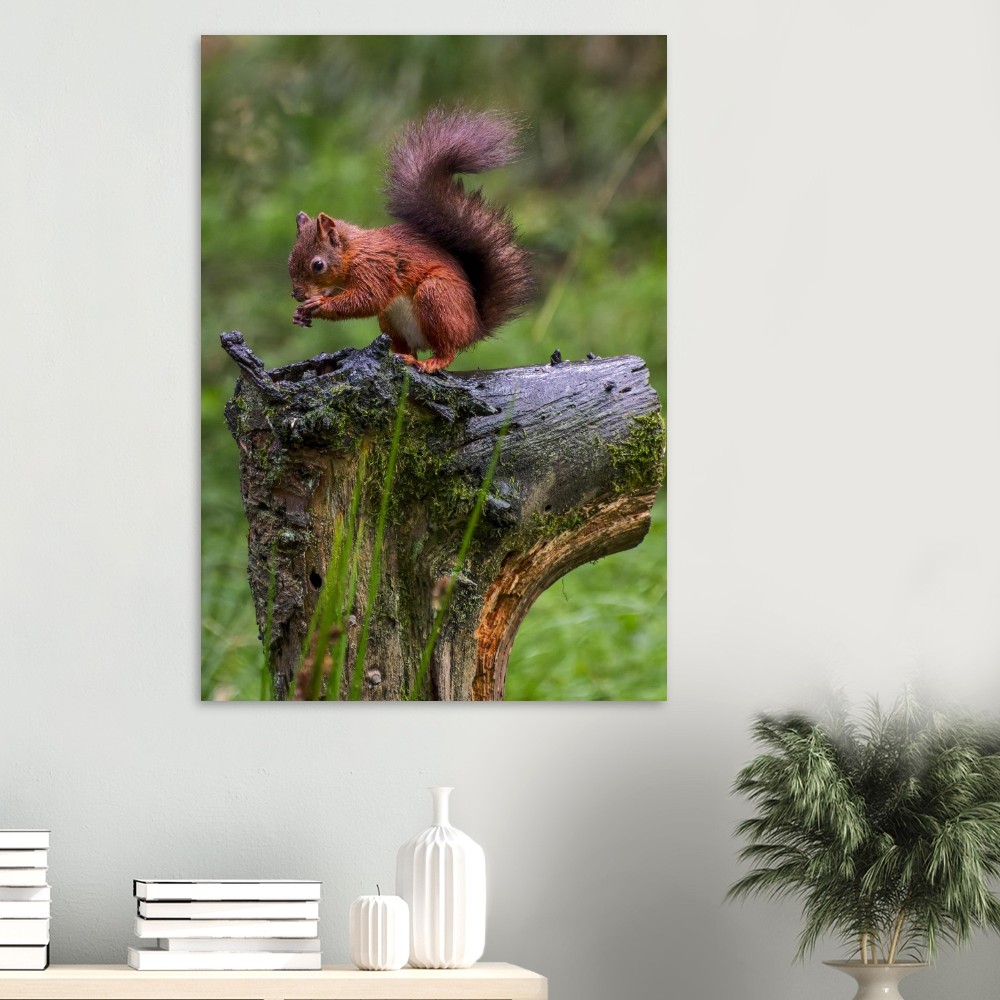 Red Squirrel - Aluminum Print - Image 6
