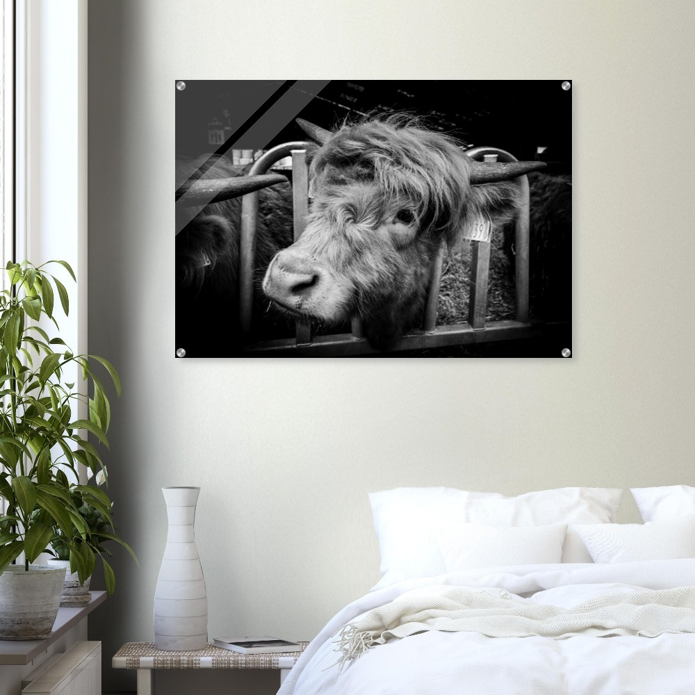 Highland Cow B&W - Acrylic Fine Art Print - Image 3