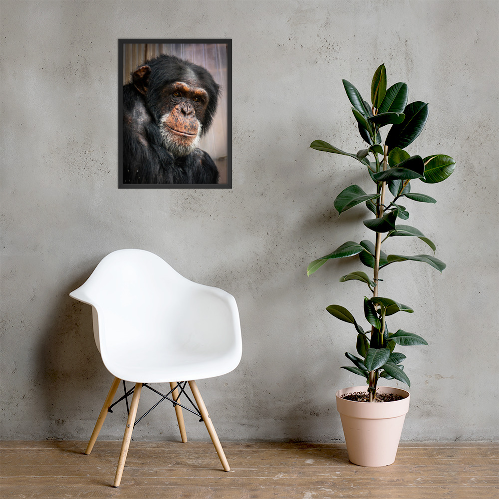 Wise old Chimpanzee - Framed fine art print - Image 3