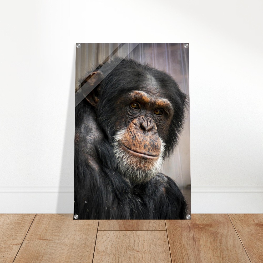Wise old Chimpanzee - Acrylic fine art print - Image 4