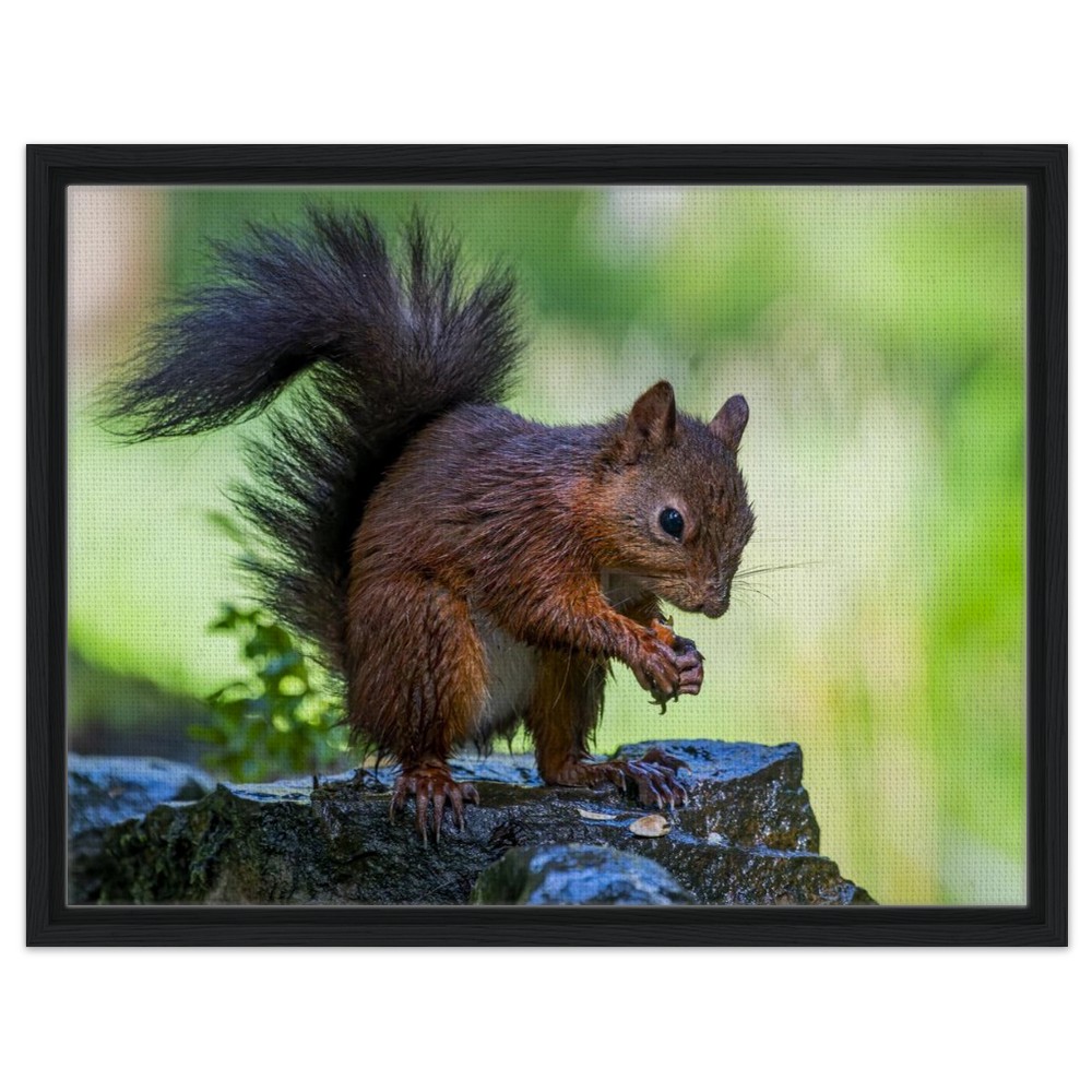 Red Squirrel With An Acorn - Fine art Framed Canvas - Image 8