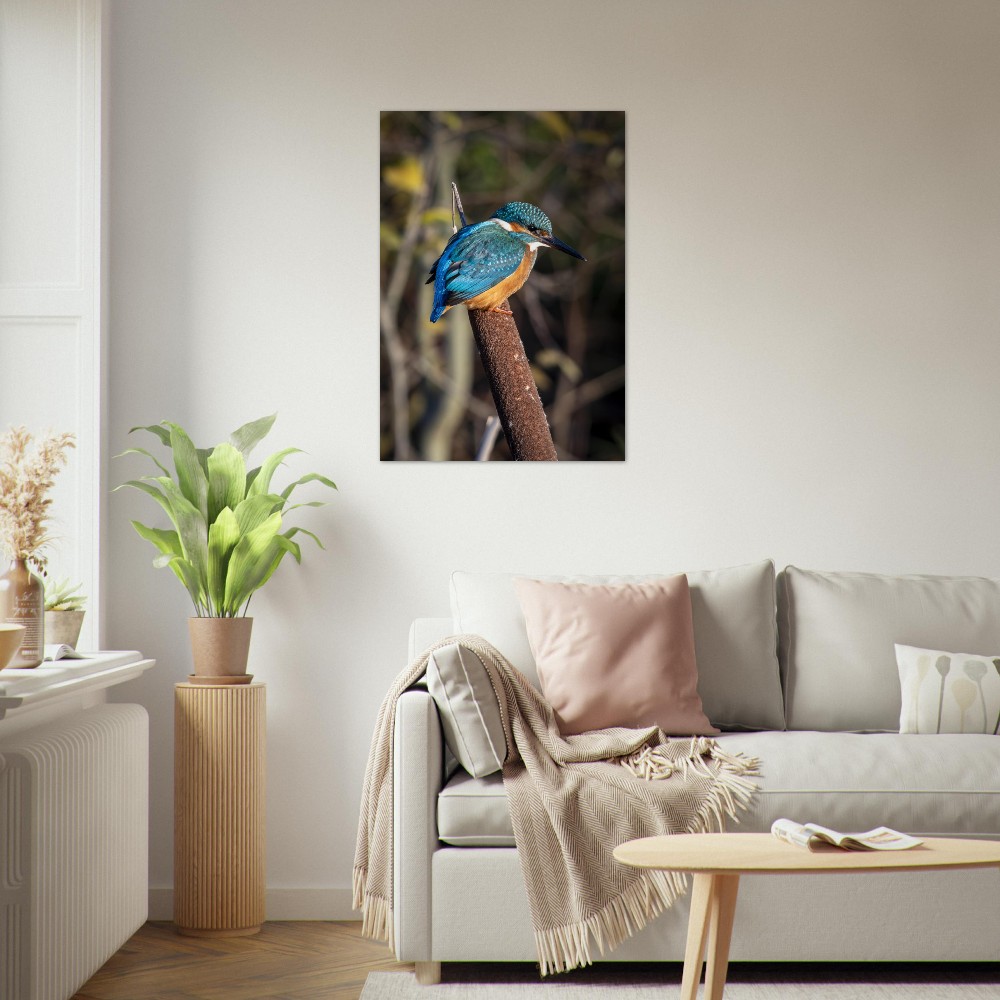 Kingfisher on a Bullrush - Aluminum fine art print - Image 3