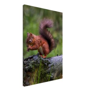 Red Squirrel - Canvas Print