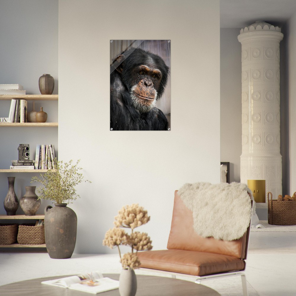 Wise old Chimpanzee - Acrylic fine art print - Image 6