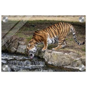 Amur Tiger Drinking - Acrylic fine art print