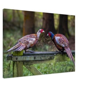 A Brace Of Pheasants - Fine art Canvas print