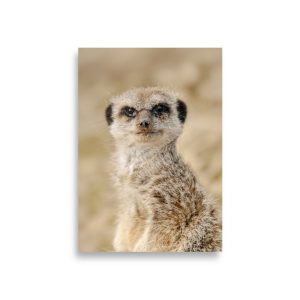Dreamy Meercat - Fine art print