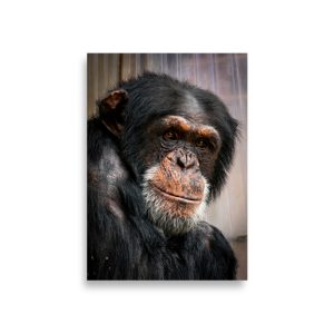 Wise old Chimpanzee - Fine art print