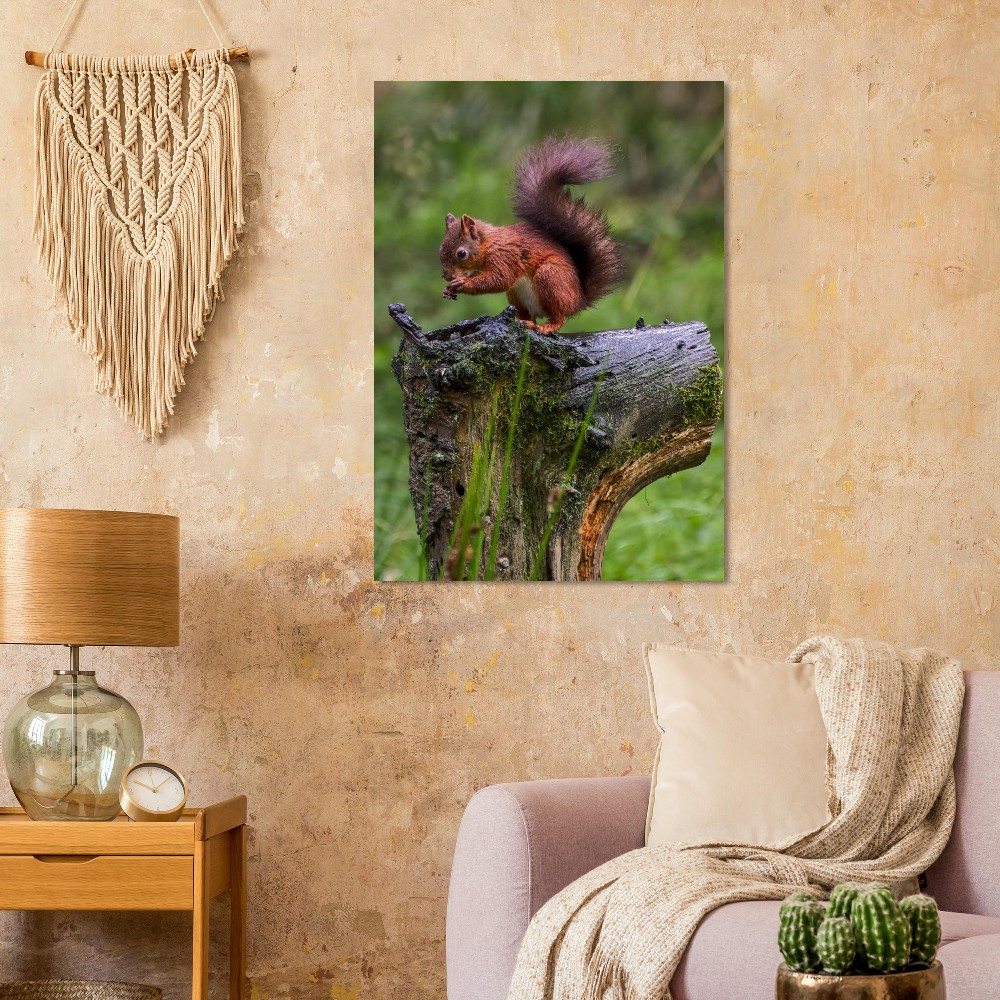 Red Squirrel - Aluminum Print - Image 2