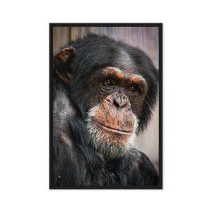 Wise old Chimpanzee - Framed fine art canvas