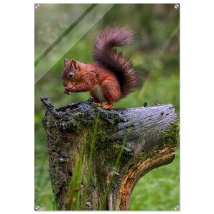 Red Squirrel - Acrylic Print