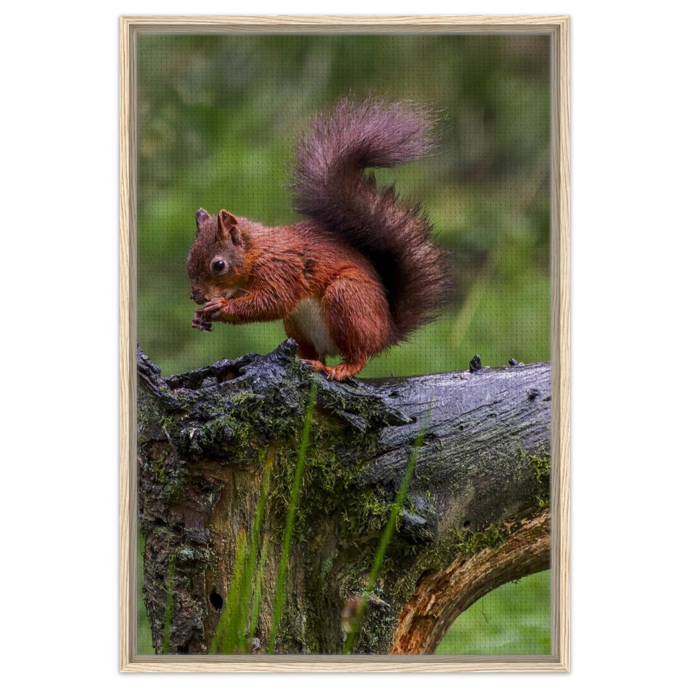Red Squirrel - Framed Canvas