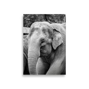 Elephant B&W - Fine art print