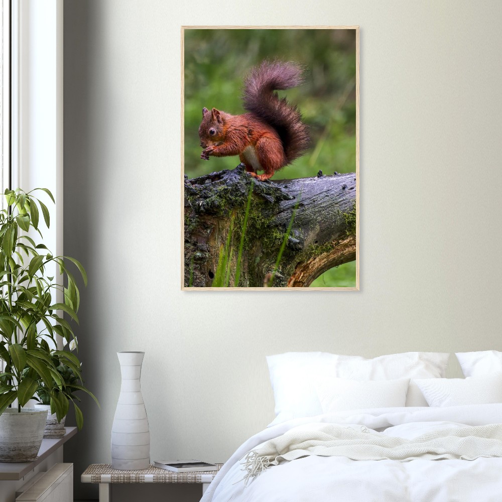 Red Squirrel - Wooden Framed Poster - Image 6