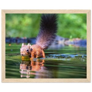 Red Squirrel sun lit in water - Fine art Wooden Framed Poster